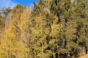 864 Wellington Dr, Cripple Creek, CO 80813 - Photo 1