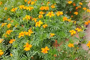 69 Mac Naughton Rd, Pueblo, CO 81001 - Photo 21