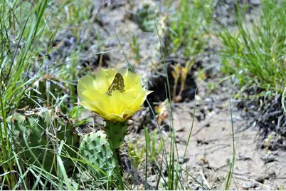 205 Hoofprint Court, Walsenburg, CO 81089 - Photo 11