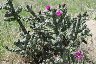 205 Hoofprint Court, Walsenburg, CO 81089 - Photo 17