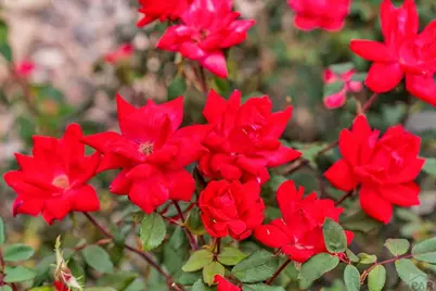 4212 Getaway Place, Pueblo, CO 81008 - Photo 5