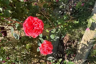 1645 Cherrywood Ln, Pueblo, CO 81005 - Photo 3