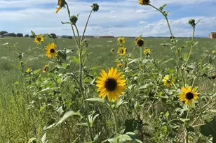 1644 N Calle Rosa Pl, Pueblo West, CO 81007 - Photo 1