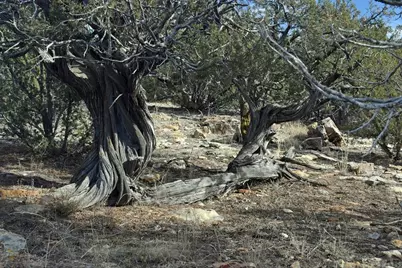 Lot 100 Narrow Gauge Way, Rye, CO 81069 - Photo 5