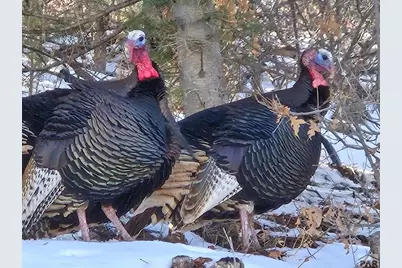 5855 Vine Mesa Ave, Beulah, CO 81023 - Photo 29