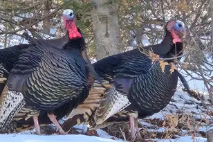 5855 Vine Mesa Ave, Beulah, CO 81023 - Photo 29