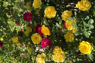 711 Minnequa Ave, Pueblo, CO 81004 - Photo 21