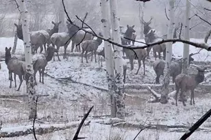 10401 Windy Ridge Rd, Aguilar, CO 81020 - Photo 29