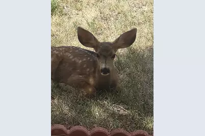 5910 Olympus Lane, Colorado City, CO 81019 - Photo 43
