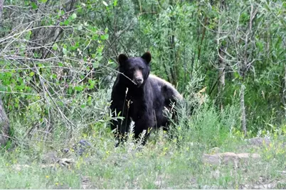 33822 Fisher Peak Pkwy, Trinidad, CO 81082 - Photo 33