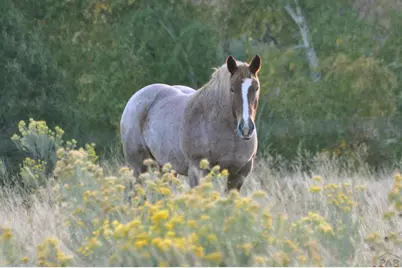 33822 Fisher Peak Pkwy, Trinidad, CO 81082 - Photo 35