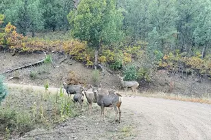 33280 Turkey Creek Ln, Trinidad, CO 81082 - Photo 61