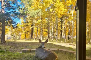 162 Ridge Top Dr, Divide, CO 80814 - Photo 39