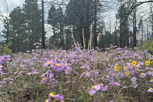 Lot 542 Forbes Park, Fort Garland, CO 81133 - Photo 1