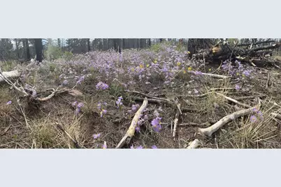 Lot 542 Forbes Pk, Fort Garland, CO 81133 - Photo 3