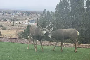 449 S Siesta Ln, Pueblo West, CO 81007 - Photo 85