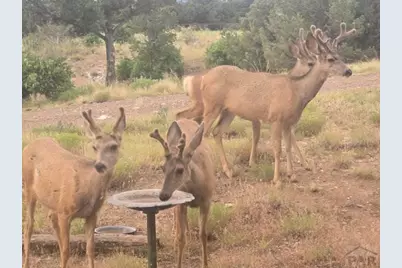 3681 County Rd 510, Walsenburg, CO 81089 - Photo 33
