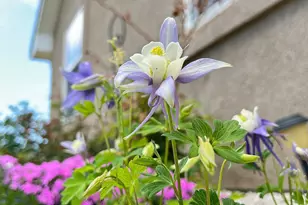 439 N Mitford Dr, Pueblo West, CO 81007 - Photo 43