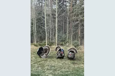 730 Panadero Loop, Cuchara, CO 81055 - Photo 47