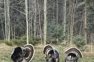 730 Panadero Loop, Cuchara, CO 81055 - Photo 47