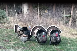 3140 Schierl Rd, Fort Garland, CO 81133 - Photo 49