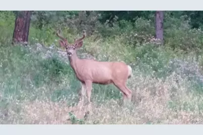 40 Acres Hwy 78, Beulah, CO 81023 - Photo 9