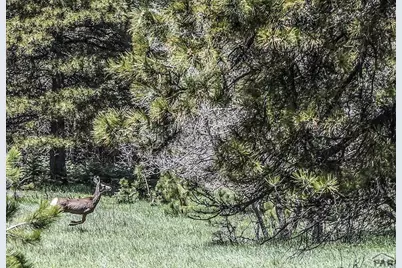 40 Acres Hwy 78, Beulah, CO 81023 - Photo 5