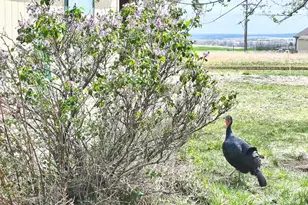 4649 Huajatolla Dr, Colorado City, CO 81019 - Photo 17