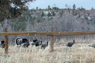 7941 Mt Baldy Dr, Rye, CO 81069 - Photo 51