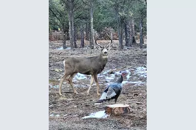 23251 Elk Tr, Aguilar, CO 81020 - Photo 61