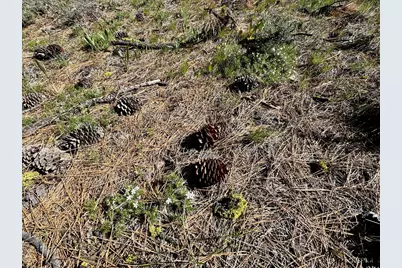 492 Clouds Rest, Portola, CA 96122 - Photo 19