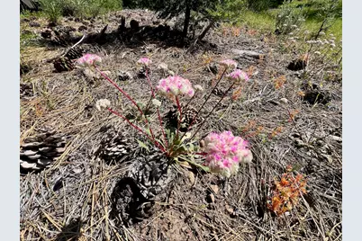 950 Miner's Passage, Clio, CA 96106 - Photo 13