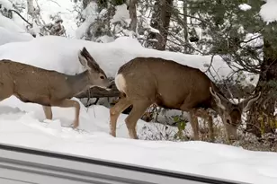 2043 S Pine Meadows Dr, Coalville, UT 84017 - Photo 37