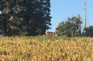 1598 Arapaho Dr, Coalville, UT 84017 - Photo 29