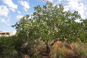 313 W Holyoak Ln, Castle Valley, UT 84532 - Photo 55