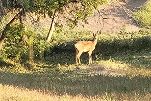 1406 S Bartholomew Dr, Springville, UT 84663 - Photo 15