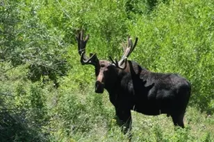 8153 John Fremont Dr, Huntsville, UT 84317 - Photo 25