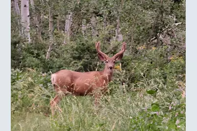 8153 John Fremont Dr #H212, Huntsville, UT 84317 - Photo 23