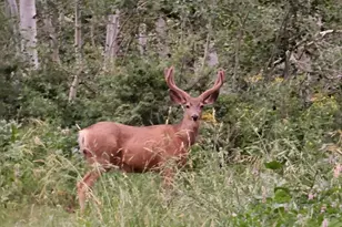 8153 John Fremont Dr, Huntsville, UT 84317 - Photo 23