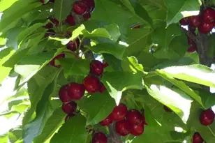 1215 W Emerald Dr, Saint George, UT 84770 - Photo 65