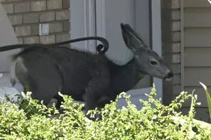 1215 W Emerald Dr, Saint George, UT 84770 - Photo 63