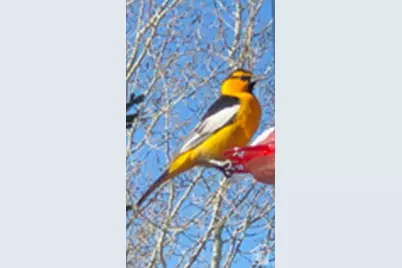 9173 E Soldier Creek Lane S #26B, Daniel, UT 84032 - Photo 71