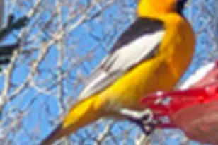 9173 E Soldier Creek Ln S, Daniel, UT 84032 - Photo 71