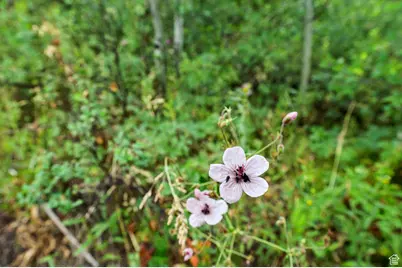 0, Woodland Hills, UT 84036 - Photo 65