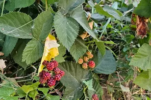 2269 S Clear Creek Rd, Nibley, UT 84321 - Photo 23