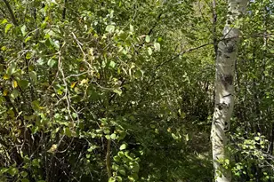 1001 Juniper Cir, Tabiona, UT 84072 - Photo 59