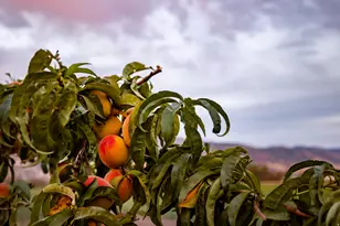 575 S 1450 W, Farmington, UT 84025 - Photo 45