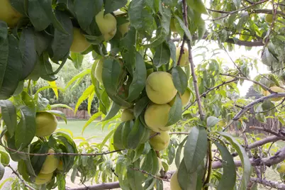 399 N 3425 W, West Point, UT 84015 - Photo 15