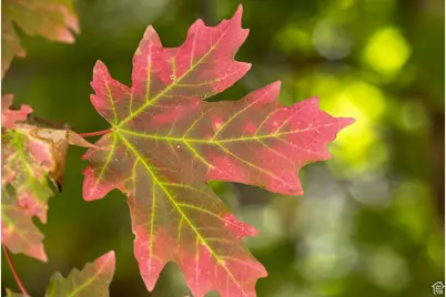 118 N Fir Cir, Duck Creek Village, UT 84762 - Photo 9