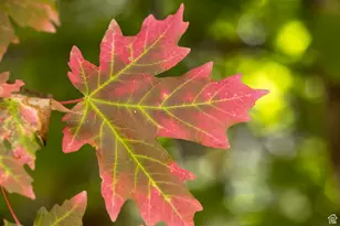 118 N Fir Circle, Duck Creek Village, UT 84762 - Photo 9